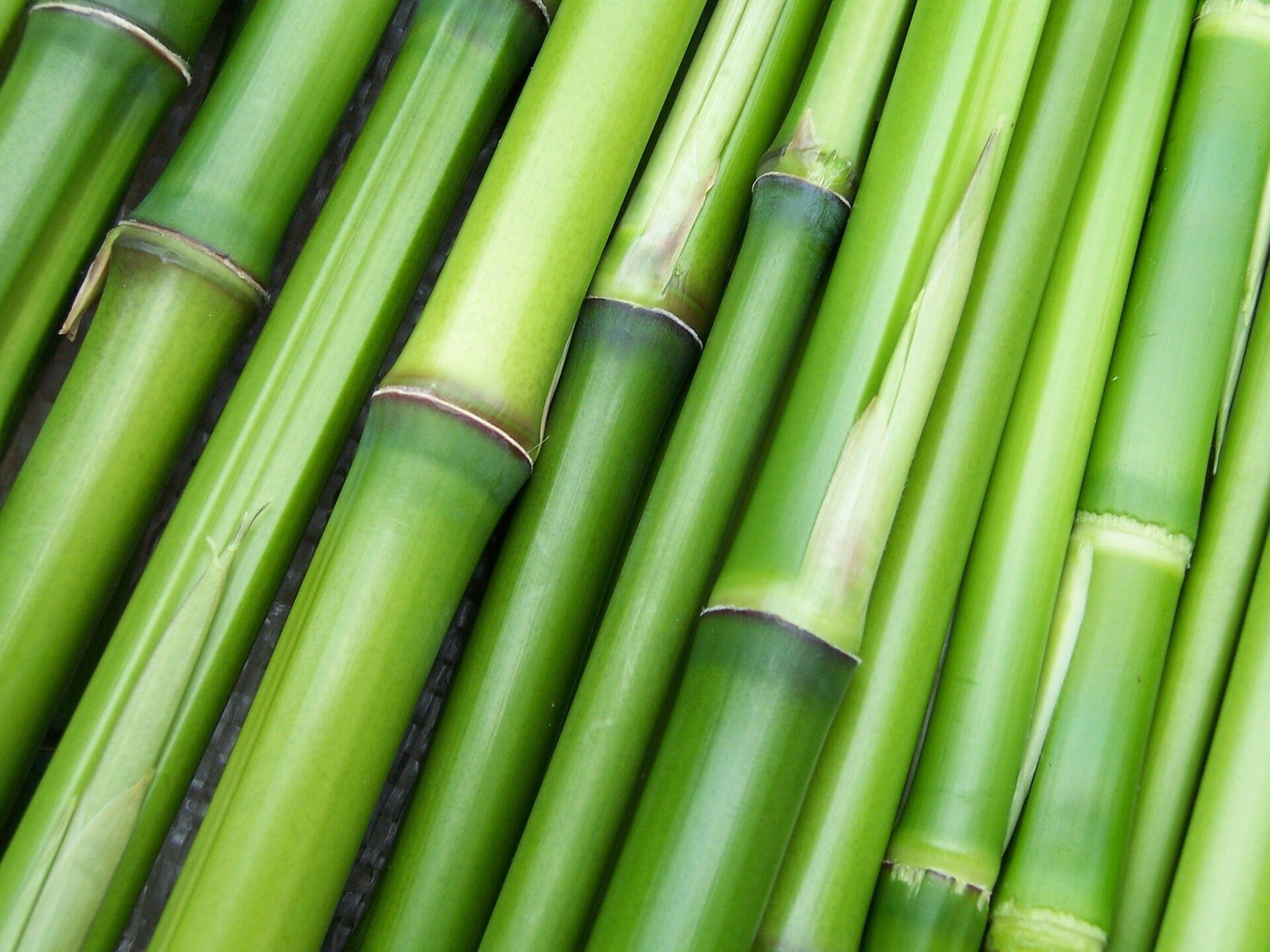 Bambus Superstar